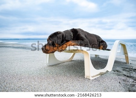 A large funny relaxed dog of the Rottweiler breed rests on a white large summer lounger, and performs the commands of its attentive unknown owner on a wild sea sandy beach Royalty-Free Stock Photo #2168426213