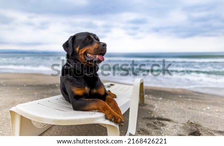 A large funny relaxed dog of the Rottweiler breed rests on a white large summer lounger, and performs the commands of its attentive unknown owner on a wild sea sandy beach Royalty-Free Stock Photo #2168426221