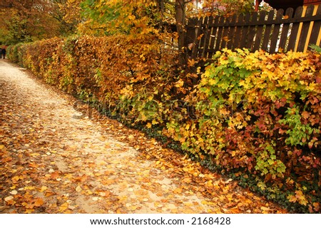 Road under leaves