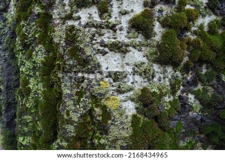 Grey bark of silver poplar with dark green moss and yellow lichen