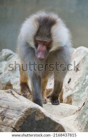 Baboon on rock. Relaxed monkeys that live in the family association. Big monkeys. Animal photo of african mammal