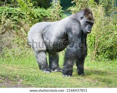 Gorilla, Silver back. The herbivorous big ape is impressive and strong. Endangered species. Animal photo in nature Royalty-Free Stock Photo #2168437851
