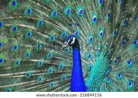 Male peacock 