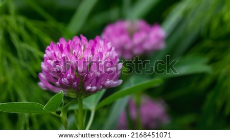 Red clover flowers in a summer meadow, selective focus