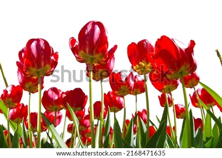 Seamless border of red tulips isolated on a white background.