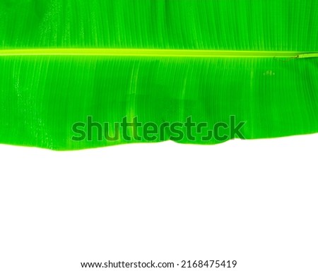 Big banana leaf. and raindrops. top of image, bottom is copy space and white background.