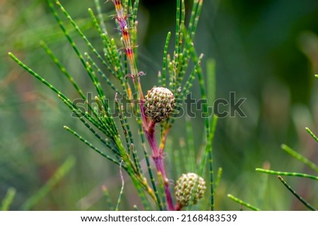 Cemara Udang, Australian pine tree or whistling pine tree (Casuarina equisetifolia) leaves and seeds, shallow focus. Natural background