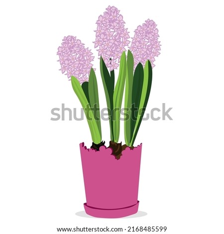 Pot with beautiful blooming hyacinth plant on white background