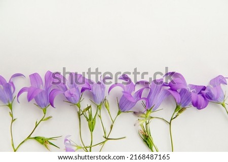 Purple flower of wild meadows isolated on a white background