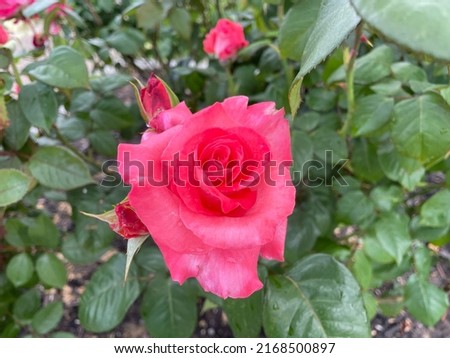The top down, close up view of a blooming hybrid tea rose. Large pink flowers with opened petals are throughout the plant along with buds and new floral growth at the end of the stems.