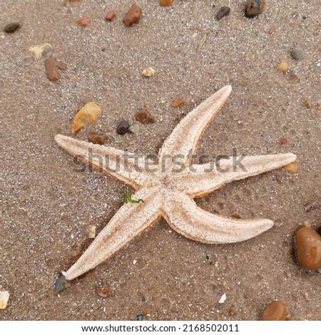 Starfish or sea stars are star-shaped echinoderms belonging to the class Asteroidea. Starfish on the beach in Landguard nature reserve in Felixstowe, Suffolk, East Anglia,  England, Europe. Royalty-Free Stock Photo #2168502011