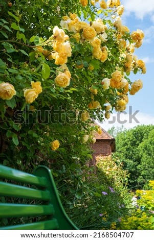 Colourful herbaceous borders with yellow climbing roses, at Eastcote House Gardens, historic walled garden tended by community volunteers in Eastcote, north west London UK. Green bench in foreground.