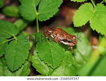 Little brown frog on green leaves. Wildlife in the forest. 