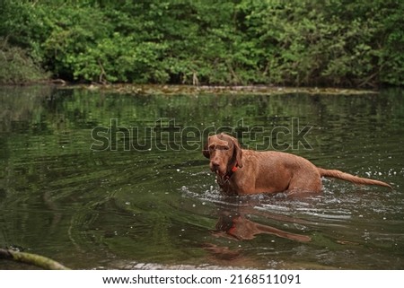 The 14-month-old Magyar Vizsla wirehaired dog Oskar has a lot of fun playing at the lake.  Royalty-Free Stock Photo #2168511091