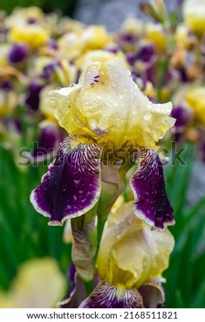Close-up of a flower of bearded iris (Iris germanica) with rain drops . Yellow and violet iris flowers are growing in a garden.
