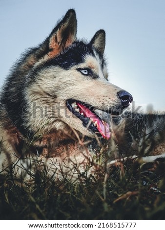 White eyed husky in forest