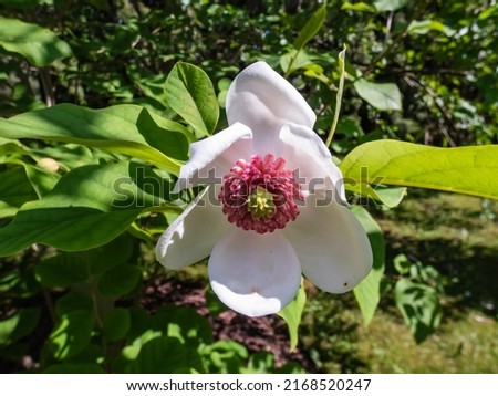 Macro shot of cup shaped Siebold's magnolia or Korean mountain magnolia and Oyama magnolia (Magnolia sieboldii) flower with reddish-purple stamens flowering in early summer