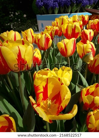 Yellow tulip flowers with red streaks called Tulipa West Point which has pointed, mid-yellow petals with wavy edges.