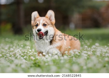 Happy and active purebred Welsh Corgi puppy dog outdoor in the grass Royalty-Free Stock Photo #2168522845