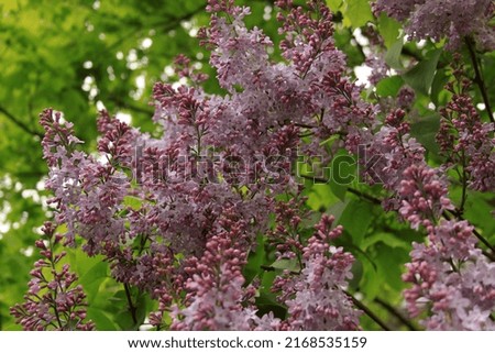Lilac in the city, summer