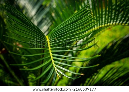 Beautiful nature abstract background of green plants made with young green leaves