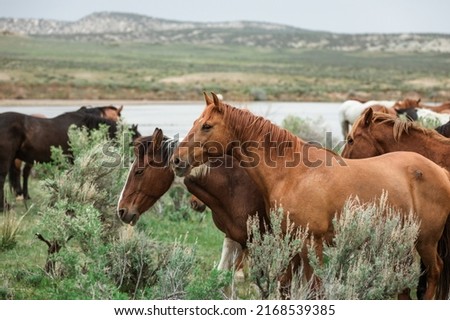 Colorful herd of western ranch horses being driven to summer pastures in Colorado