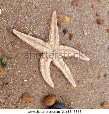 Starfish or sea stars are star-shaped echinoderms belonging to the class Asteroidea. Starfish on the beach in Landguard nature reserve in Felixstowe, Suffolk, East Anglia,  England, Europe. Royalty-Free Stock Photo #2168543565