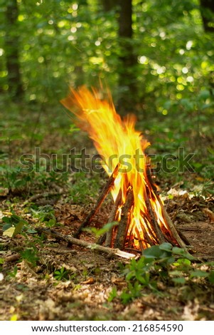 hot flame of campfire in forest