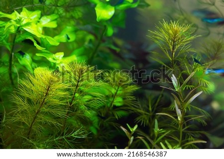 Beautiful tropical freshwater aquarium with plants and moss. Selective focus