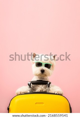 Dog on a suitcase travel with a place for an inscription  Royalty-Free Stock Photo #2168559541