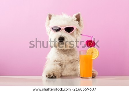 White dog west highland white terrier, drinking juice on summer vacation. High quality photo Royalty-Free Stock Photo #2168559607