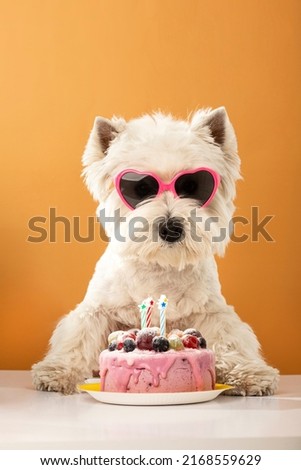 White dog west highland white terrier, celebrating a birthday with a cake and gifts. High quality photo Royalty-Free Stock Photo #2168559629