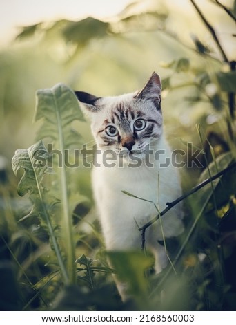 Portrait of a Thai cat in nature. A Thai cat walks in the leaves. A lost cat with a striped muzzle. A cute tabby Thai kitten walks in the field. A pet and nature.