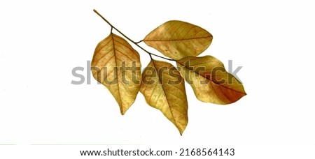 dry leaves on a white background. Royalty-Free Stock Photo #2168564143
