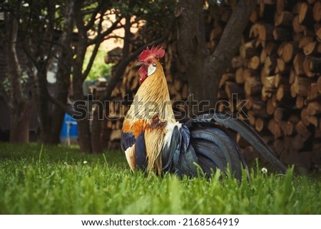 Close up of head of golden rooster standing on traditional rural barnyard in the morning. Portrait of colorful long-tailed Phoenix cockerel in a garden. Cock walk and feed in the grass farmyard Royalty-Free Stock Photo #2168564919