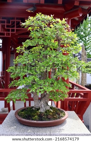 Chinese hackberry Bonsai. It is an Asian art form using cultivation techniques to produce small trees in containers that mimic the shape and scale of full size trees Royalty-Free Stock Photo #2168574179