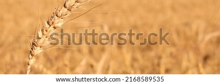 ear of ripe wheat and cultivated field in the background in summer Royalty-Free Stock Photo #2168589535