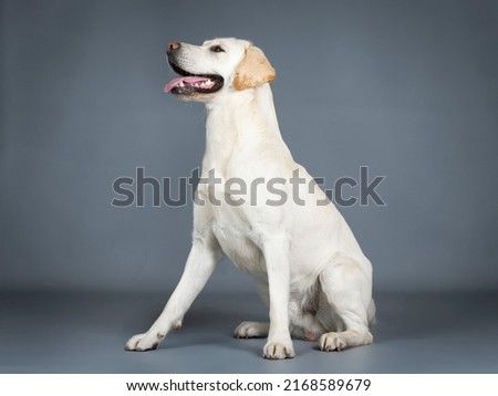 Labrador Retriever sitting in a photography studio