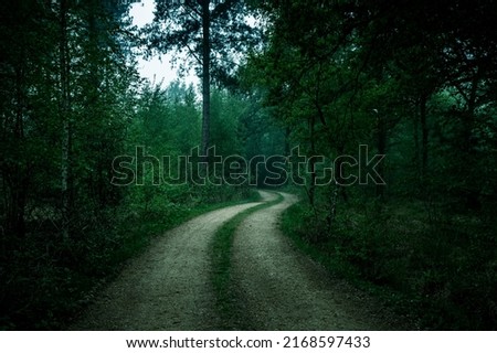 Walkway Lane Path With Green Trees in a foggy Forest. Beautiful Alley In Park. Pathway Way Through Dark Forest. High quality photo Royalty-Free Stock Photo #2168597433