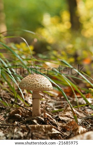 Autumn scene mushroom growing in grass