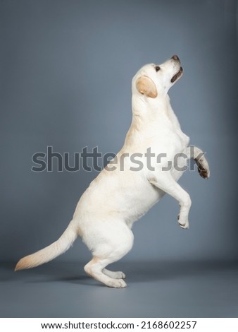 Labrador Retriever jumping in a photography studio
