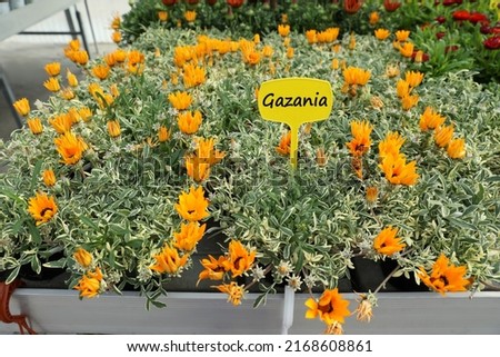 Many beautiful blooming gazania plants on table in garden center