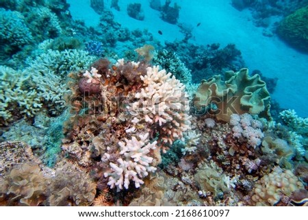 Colorful, picturesque coral reef at bottom of tropical sea, hard corals and sandy bottom, underwater landscape
