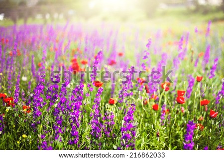 Morning meadow of mountain flowers