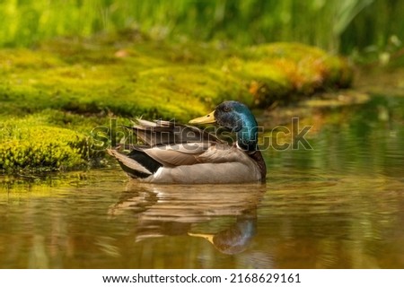 Male mallard in the pond