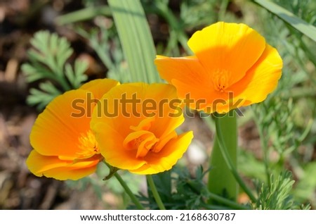 Eschscholzia caespitosa Monarch Serie is a Californian Poppy with orange flowers