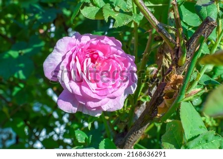 Pink Tea Rose.Summer flowering.Ingredients for natural cosmetics, oils and jams.