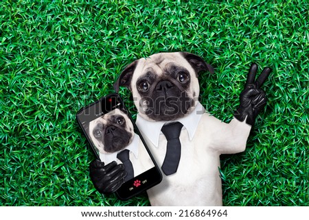 cool pug dog holding a blank placard or blackboard on the grass or meadow in the park wearing fancy sunglasses