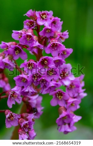 Blooming pink Bergenia flower on a green background on a sunny day macro photography. Fresh elephant's ears flower with purple petals in springtime close-up photo