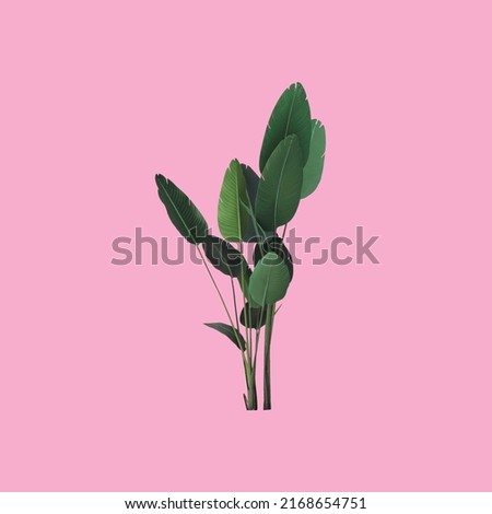 Green tropical plant on a pink background. Nature spring concept. minimalist background Royalty-Free Stock Photo #2168654751